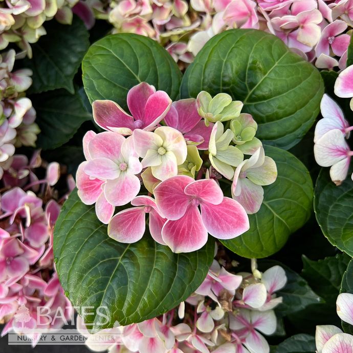 #2 Hydrangea mac My Beautiful Diva/ Bigleaf/ Mophead Blue to Pink
