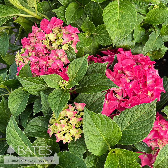 #5 Hydrangea mac Fuchsia Glow/ Bigleaf/ Mophead Repeat Pink