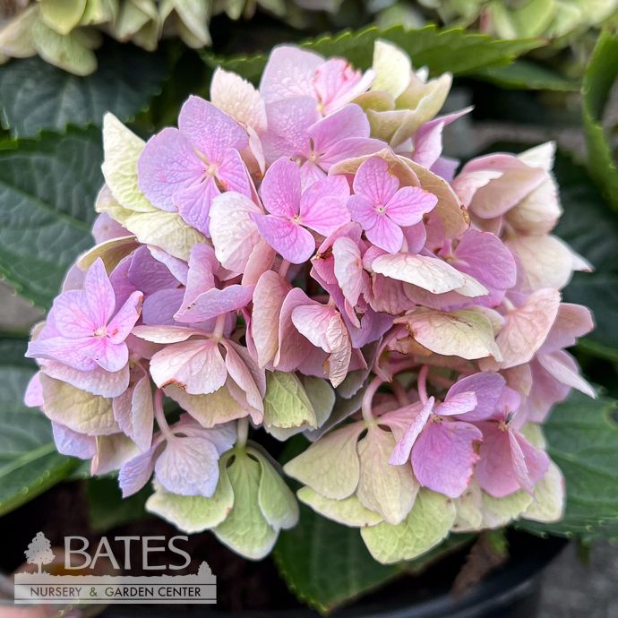 #2 Hydrangea mac Hi River/ Bigleaf/ Mophead Repeat Blue to Pink