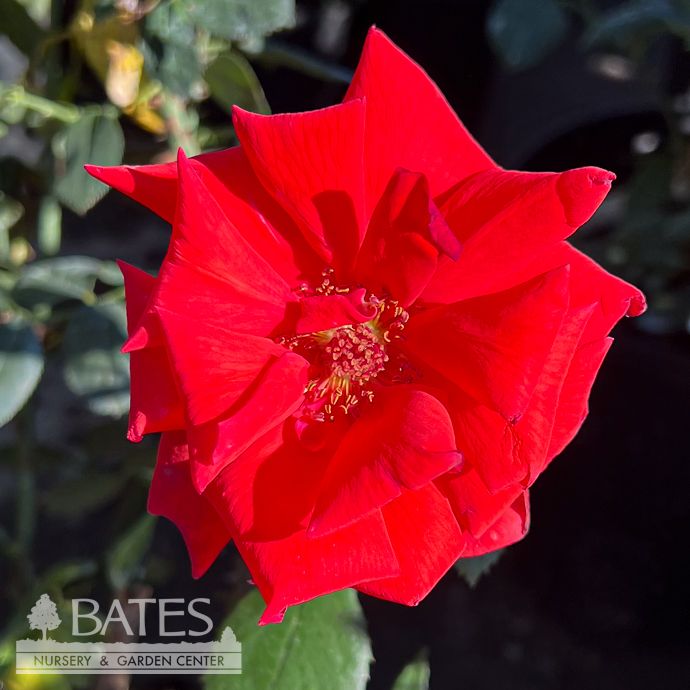 #3 Rosa Dolly Parton/ Red Hybrid Tea Rose - No Warranty