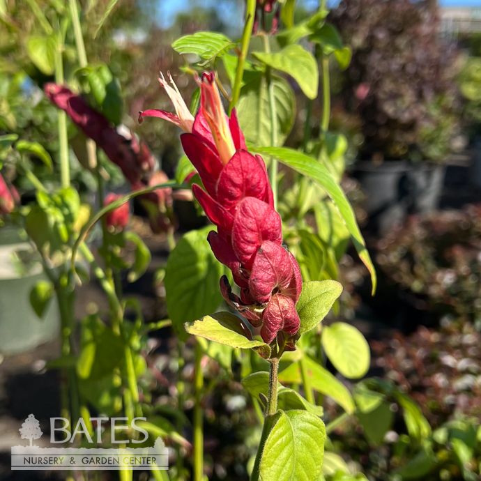 Tropical #1 Justicia br/ Red Shrimp Plant