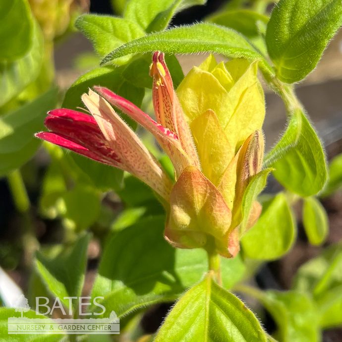 Tropical #1 Justicia br Fruit Cocktail/ Yellow and Red Shrimp Plant