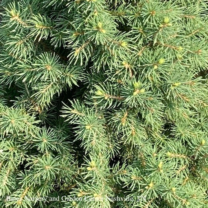 Topiary 3 Ball Poodle #5 Picea glauc Conica/ Dwarf Alberta Spruce - No Warranty