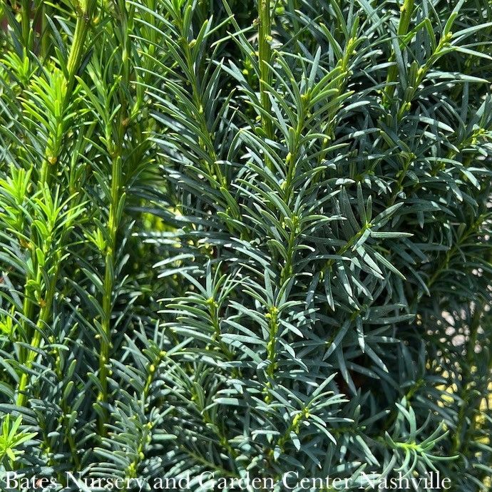 #1 Taxus x media H.M. Eddie/ Upright Yew