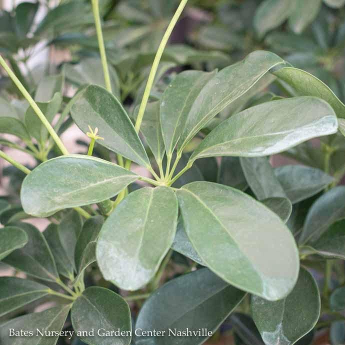 10p! Schefflera Arboricola Mini Braid /Tropical