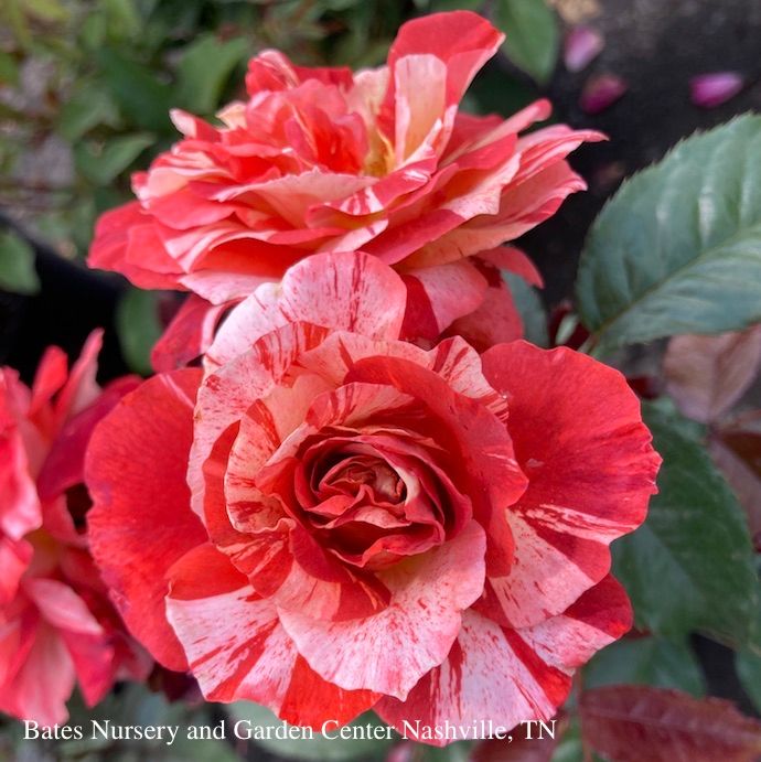 #3 Rosa Tropical Lightning / Orange Climbing Rose - No Warranty