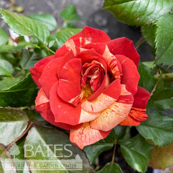 #3 Rosa Tropical Lightning / Orange Climbing Rose - No Warranty