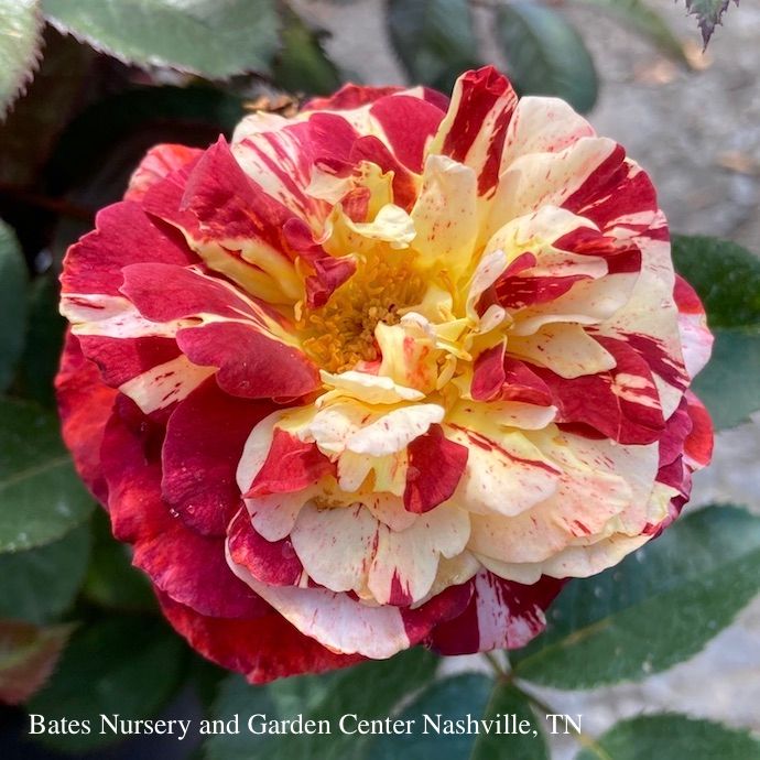 #3 Rosa Tropical Lightning / Orange Climbing Rose - No Warranty