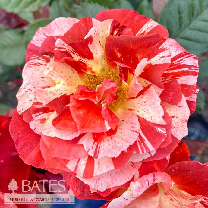 #3 Rosa Tropical Lightning / Orange Climbing Rose - No Warranty