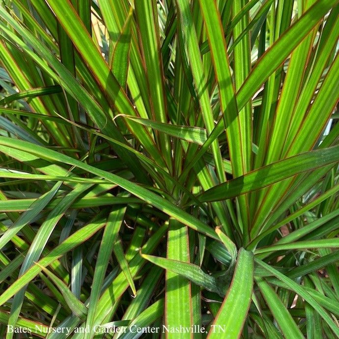 12p! Dracaena Marginata Flat Weave /Tropical