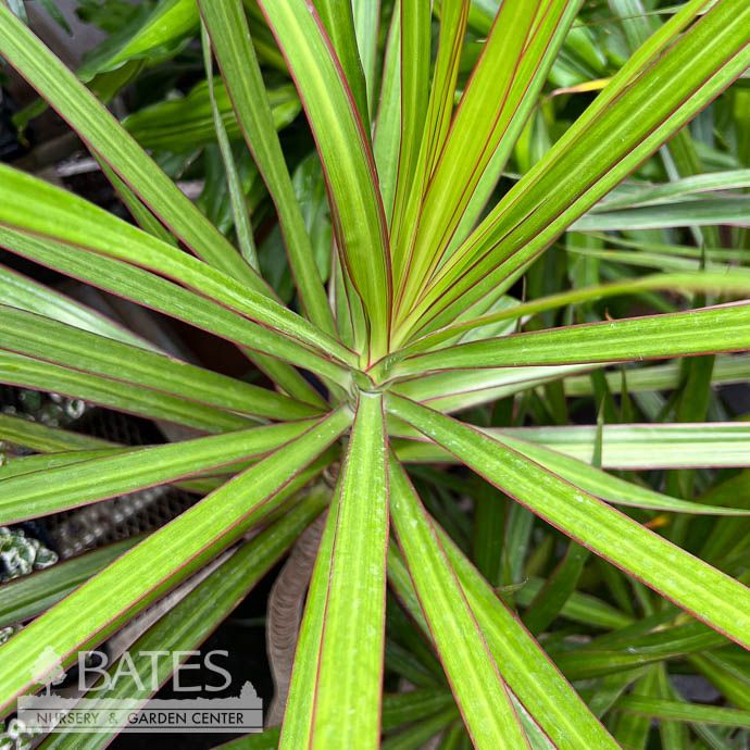 12p! Dracaena Marginata Flat Weave /Tropical