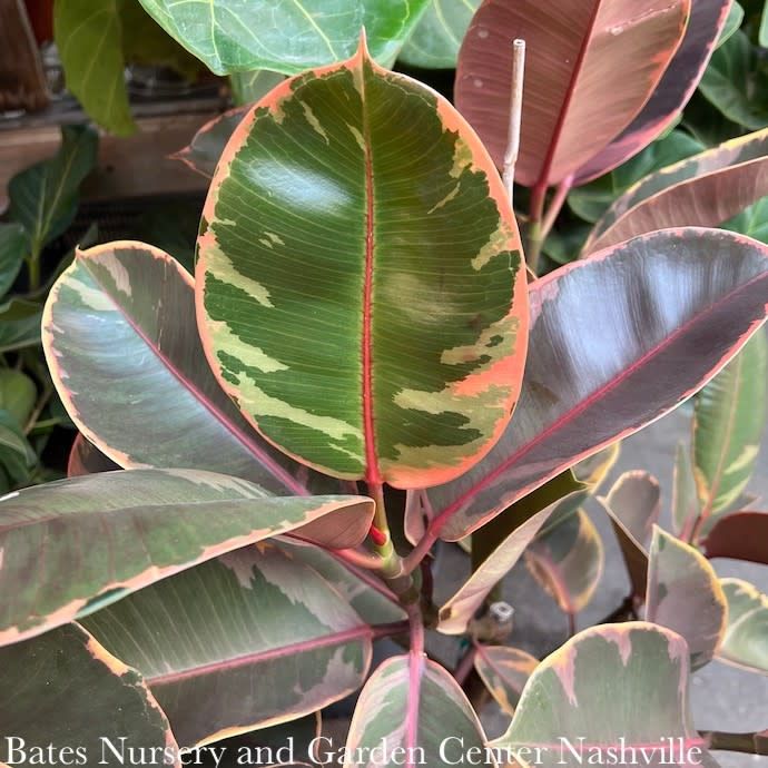 12p! Ficus E Ruby Column/Character Branched Variegated /RubberTree /Tropical