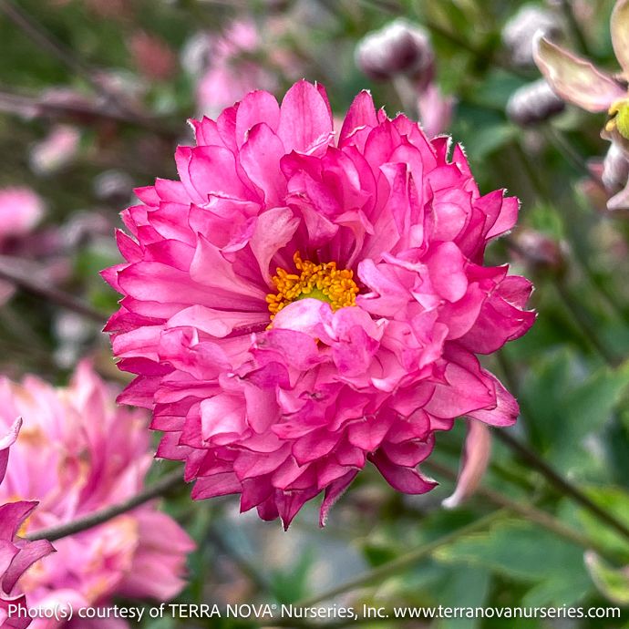 #1 Anemone Puff &#39;Pink&#39;/ Japanese