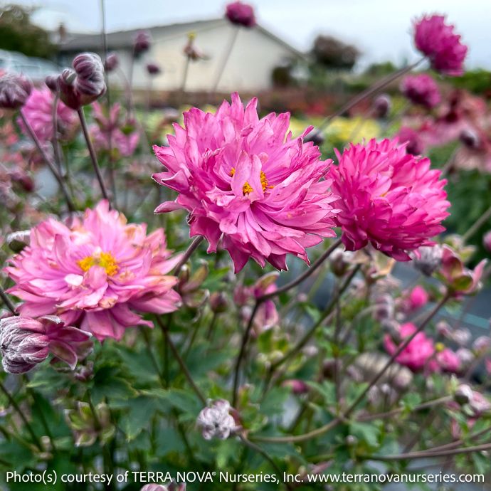 #1 Anemone Puff &#39;Pink&#39;/ Japanese