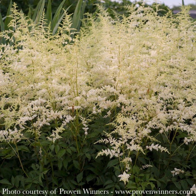 #1 Astilbe x japonica PW Bridal Veil/ White