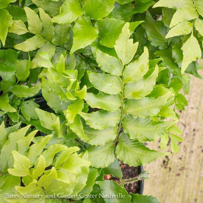 #1 Cyrtomium falcatum Rochfordianum/ Japanese Holly Fern