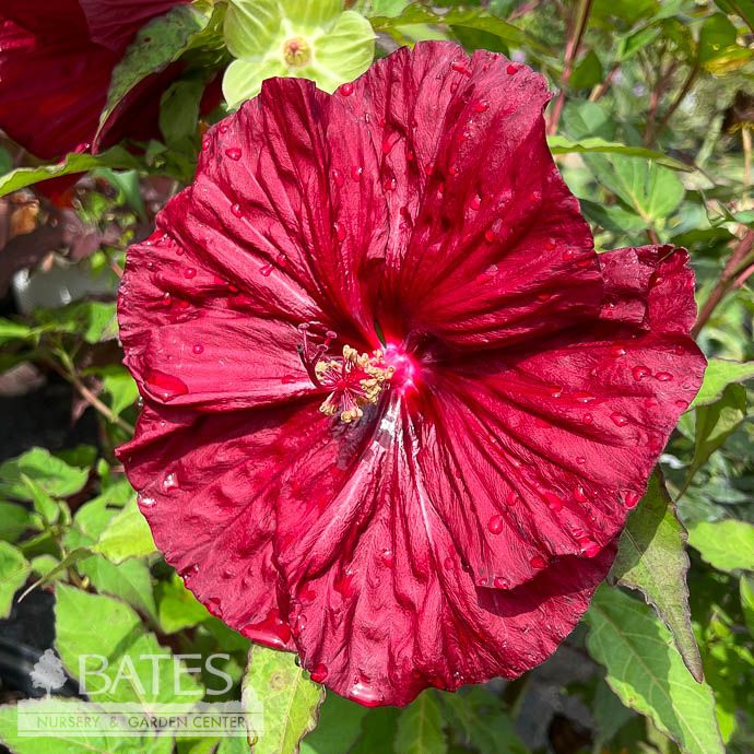 #3 Hibiscus x Blackberry Merlot/ Red Hardy