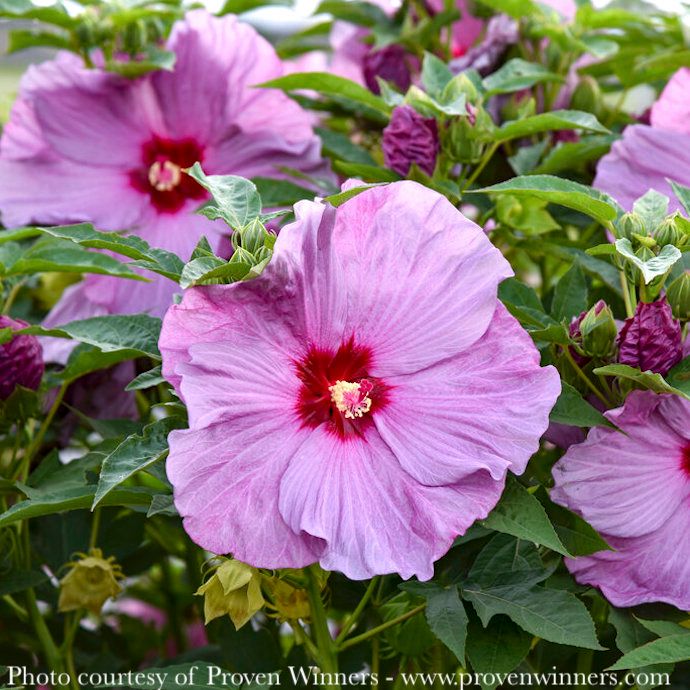 #3 Hibiscus x PW Summerific &#39;Lilac Crush&#39;/ Hardy