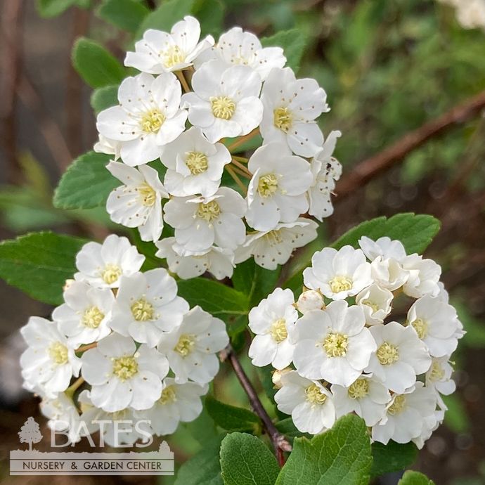 #3 Spiraea cant Flora Pleno (Lanceata)/ White Double Bridal Wreath