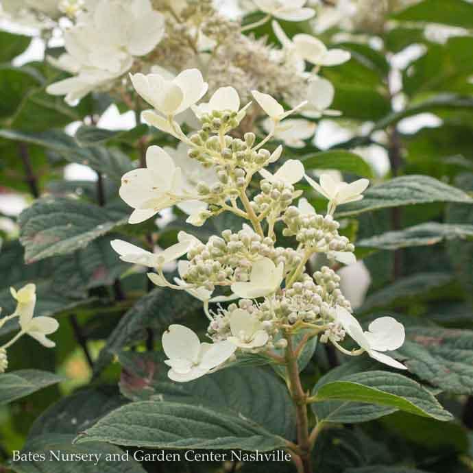 Topiary Patio Tree #7 Hydrangea pan Pink Diamond/ Panicle