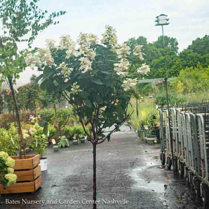 Topiary Patio Tree #7 Hydrangea pan Pink Diamond/ Panicle