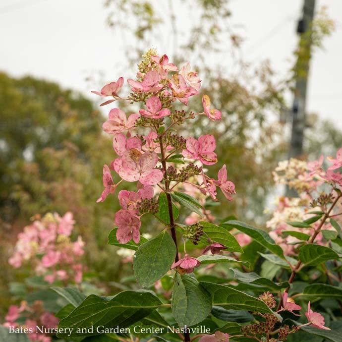 Topiary Patio Tree #7 Hydrangea pan Pink Diamond/ Panicle