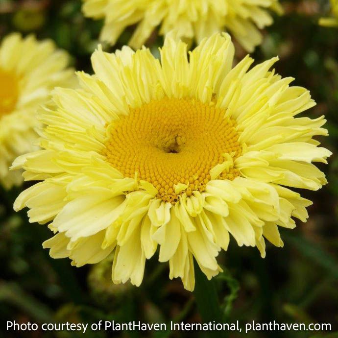 #1 Leucanthemum Realflor &#39;Real Goldcup&#39;/ Yellow Shasta Daisy