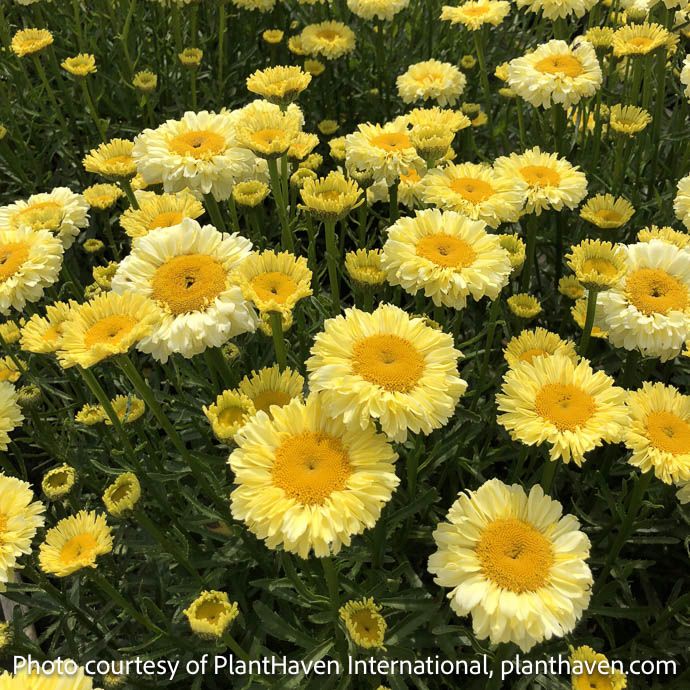#1 Leucanthemum Realflor &#39;Real Goldcup&#39;/ Yellow Shasta Daisy
