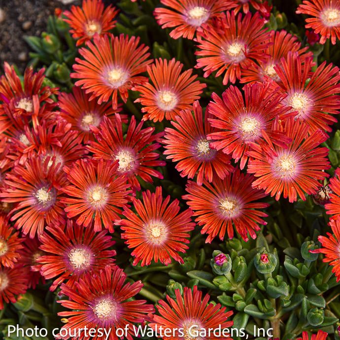 #1 Delosperma PW Kaleidoscope &#39;Dancing Embers&#39;/ Red-orange Ice Plant