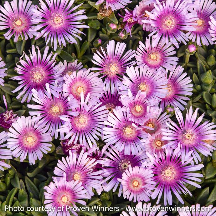 #1 Delosperma PW Kaleidoscope &#39;Pink Radiance&#39;/ Ice Plant