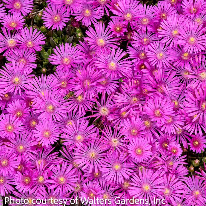 #1 Delosperma PW Kaleidoscope &#39;Orchid Flash&#39;/ Purple Ice Plant