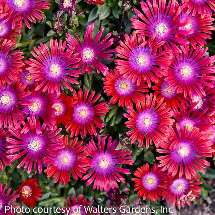 #1 Delosperma PW Kaleidoscope &#39;Razzle Dazzle&#39;/ Red Ice Plant