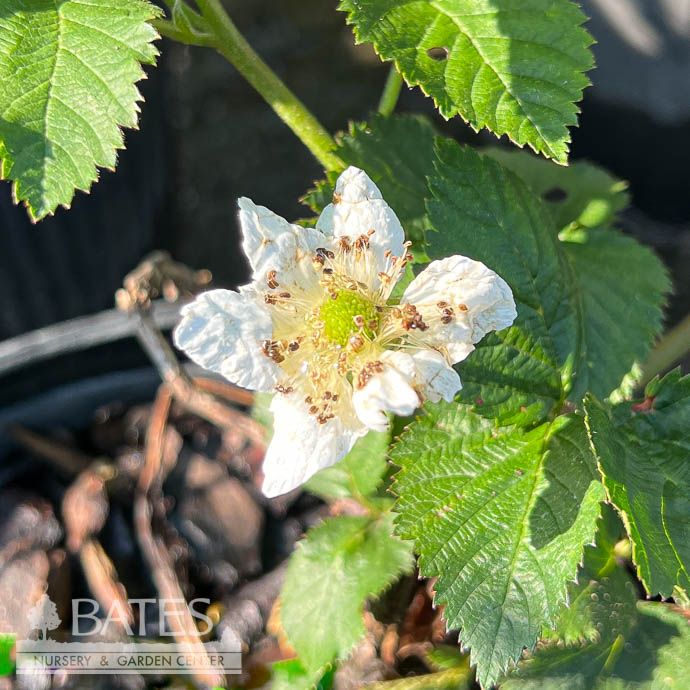 Edible #2 Rubus spp Ouachita/ Thornless Blackberry