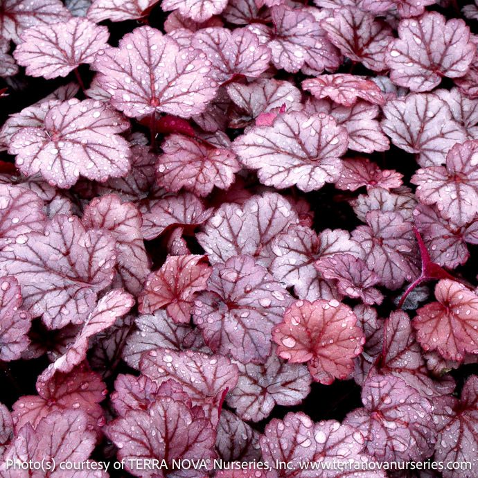 QP Heuchera x Georgia Plum/ Coral Bells