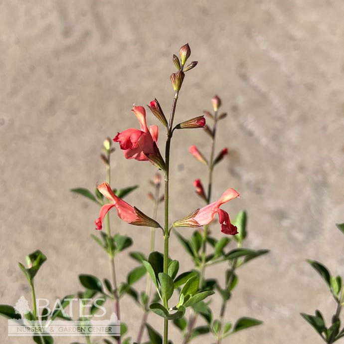 QP Salvia greggii Lowry&#39;s Peach/ Autumn Sage Native (R) No Warranty