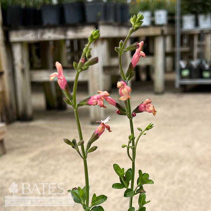 Tropical QP Salvia Sierra de San Antonio/ Peach - No Warranty