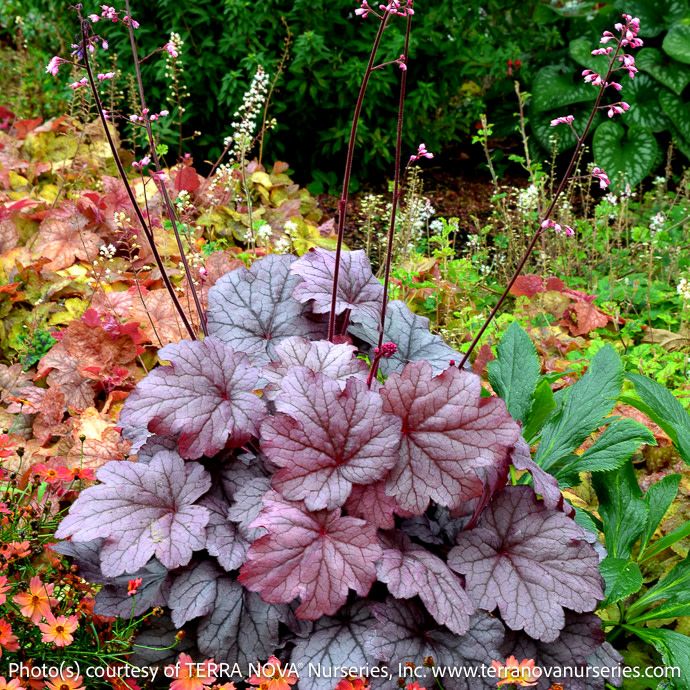 QP Heuchera x Georgia Plum/ Coral Bells