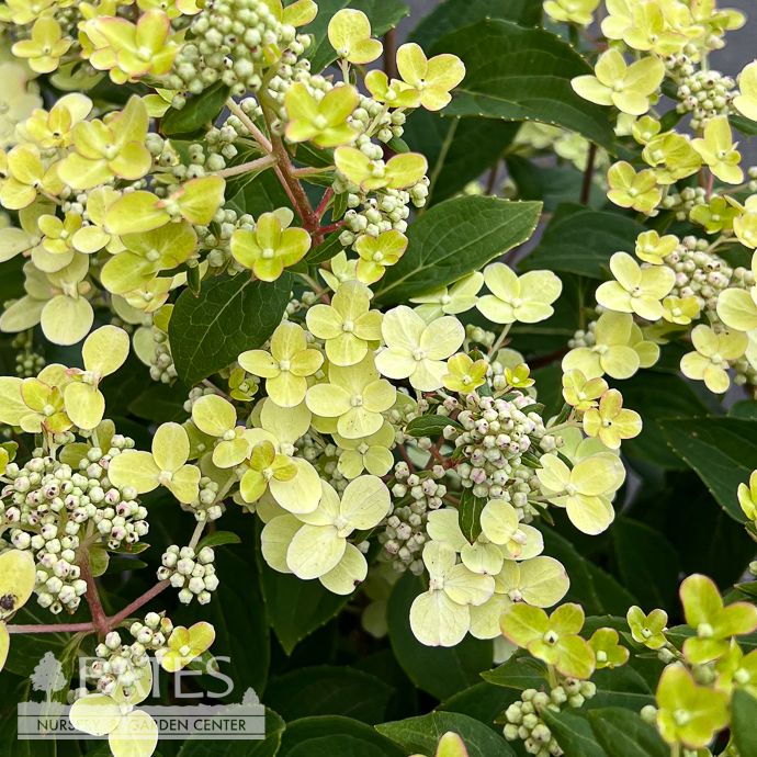 #3 Hydrangea pan Early Evolution/ Panicle Dwarf