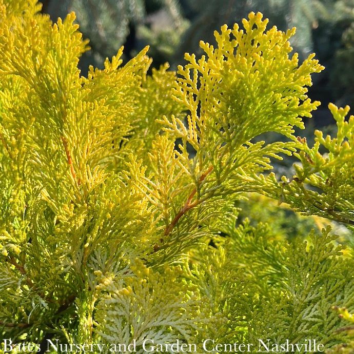 #1 Chamaecyparis obt Crippsii/ Golden Hinoki Falsecypress