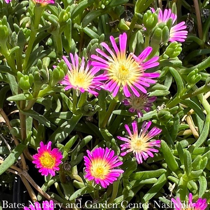 #1 Delosperma Wheels of Wonder &#39;Hot Pink&#39;/ Ice Plant