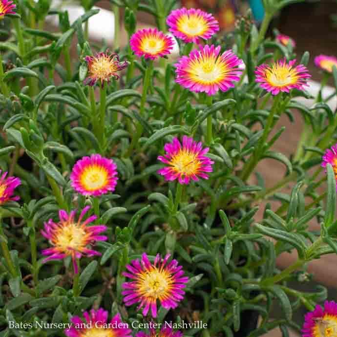 #1 Delosperma Wheels of Wonder &#39;Hot Pink&#39;/ Ice Plant