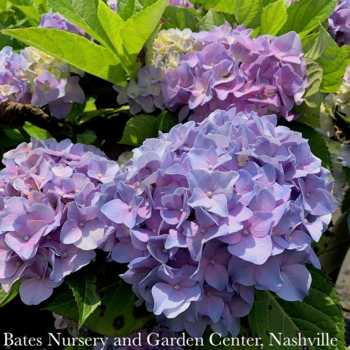 #2 Hydrangea mac Seaside Serenade &#39;Cape Cod&#39;/ Bigleaf/ Compact Blue to Pink Mophead Rebloom