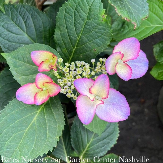 #5 Hydrangea mac Seaside Serenade &#39;Crystal Cove&#39;/ Bigleaf/ Purple Pink Lacecap Rebloom