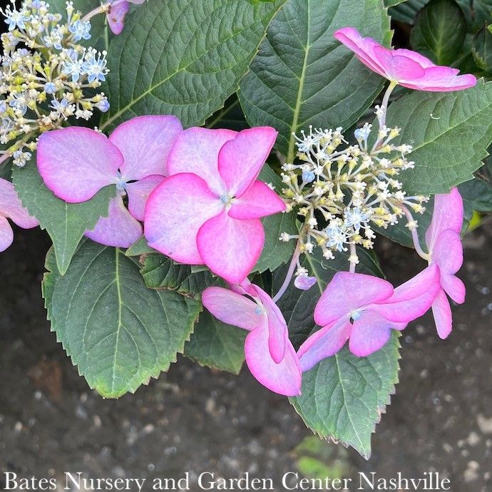 #5 Hydrangea mac Seaside Serenade &#39;Crystal Cove&#39;/ Bigleaf/ Purple Pink Lacecap Rebloom