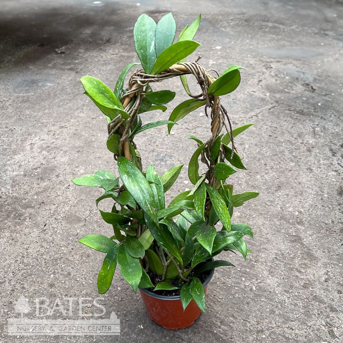 6p! Hoya Pubicalyx Hoop /Tropical