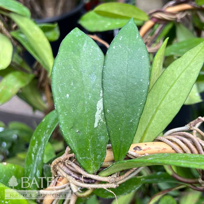 6p! Hoya Pubicalyx Hoop /Tropical