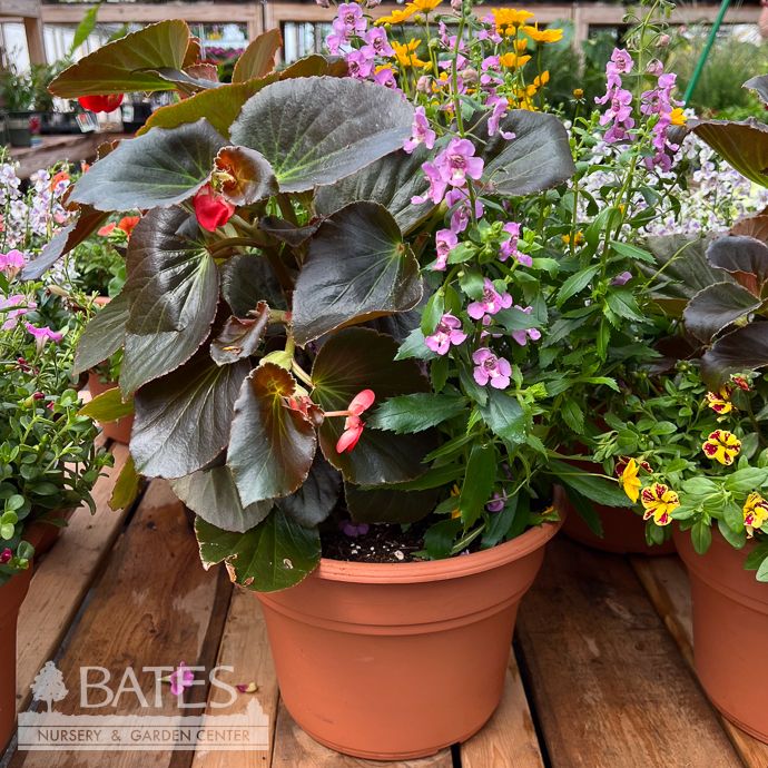 10p! Terra Cotta Pot Mixed Combo Blooming 19.99