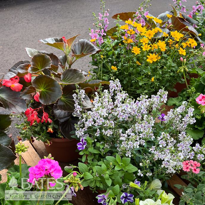 10p! Terra Cotta Pot Mixed Combo Blooming 19.99