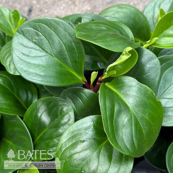 4p! Peperomia Red Canyon /Tropical