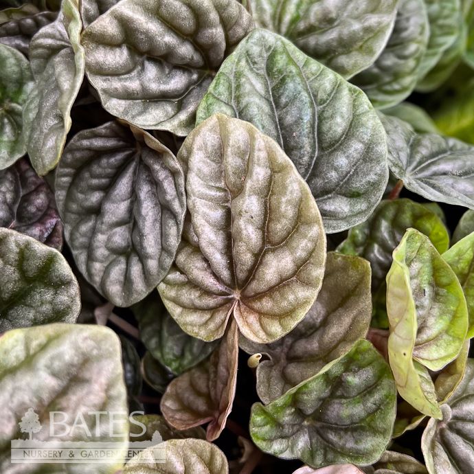4p! Peperomia Grey Luna /Tropical